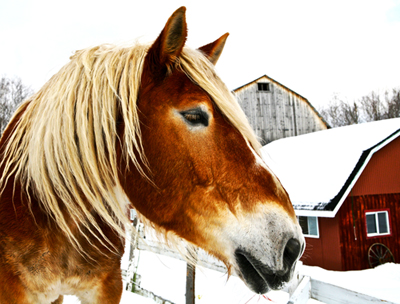 horse poetry